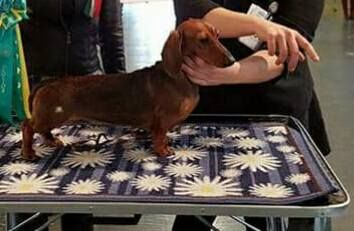 Dachshund Piacenza